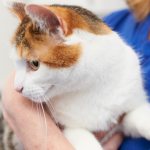 Is scabies in cats dangerous for humans?