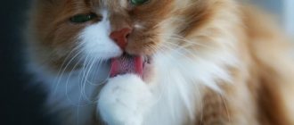 Cause of cat foaming at mouth and what to do