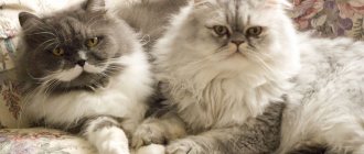 Персидские кошки фото.jpg