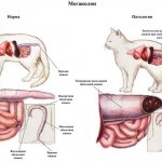 Digestive system of a cat