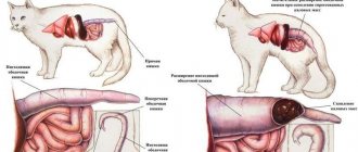Пищеварительная система кошки