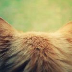 Почему коту нельзя мочить уши читайте статью