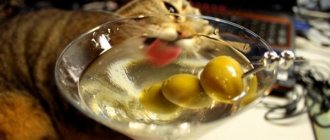 Почему коты любят оливки и маслины