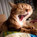 Почему коты зевают?