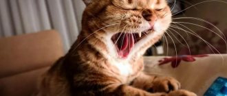 Почему коты зевают?