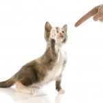Почему нельзя бить кошек - предостережения и как воспитать