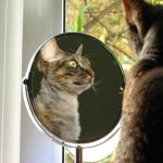Почему нельзя показывать кошке зеркало? Почему кошка смотрит в зеркало Можно ли кошку показывать в зеркало