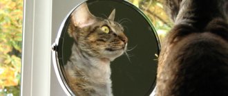 Why can&#39;t you show your cat a mirror? Why does a cat look in the mirror? Is it possible to show a cat in the mirror? 