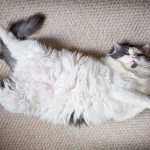 Why does a cat have a hard belly?