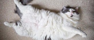 Why does a cat have a hard belly?