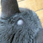 Поликистоз яичников у кошек: лечение кисты у кошки