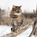 Causes of pneumonia in cats