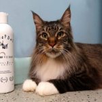 The use of chlorhexidine in cat care