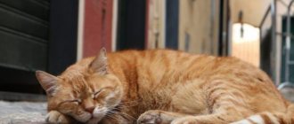 Приметы про сон кошки