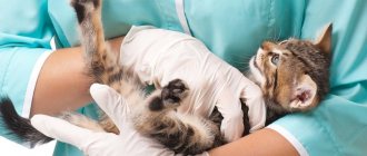 Antiviral drugs for cats - injections
