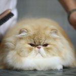 Расчесывание персидской кошки