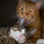 Размножение кошек в домашних условиях