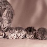 Развитие котенка от рождения до 2-х месяцев