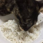 Рис кошкам - можно давать или нет