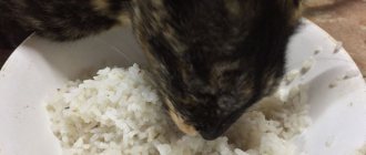 Рис кошкам - можно давать или нет