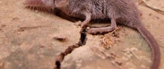 The smallest mammal on Earth is the shrew