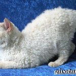 Selkirk-Rex-cat-Description-features-care-and-price-of-Selkirk-Rex-cats-4