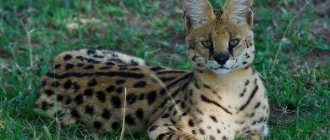 Serval-animal-Description-features-species-lifestyle-and-habitat-of-serval-1