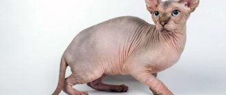 Sphynx cats are prone to acne