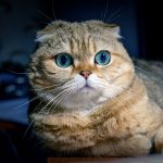 Шотландская вислоухая кошка с голубыми глазами.jpg