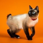 Skif Tai Don - toy cat