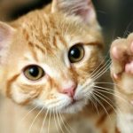 Сколько пальцев у кошки на задних и передних лапах читайте статью