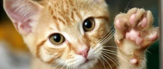 Сколько пальцев у кошки на задних и передних лапах читайте статью