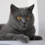 Сколько стоит британский вислоухий котенок?