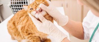 Сломался зуб у кошки - причины, симптомы и лечение