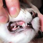 Смена молочных зубов на постоянные у кошки.