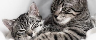 Спаривание кошек и котов. Основные особенности читайте статью