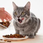 Сравнение корма для кошек и состава
