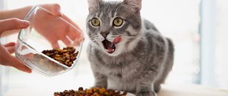 Сравнение корма для кошек и состава
