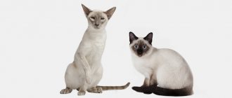 Comparison of Thai and Siamese cats