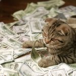 cost of castration of a cat