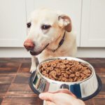 Суточная норма корма для собаки