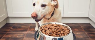 Суточная норма корма для собаки