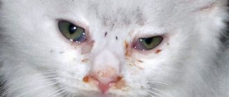 Тетрациклиновая мазь для кошек при лечении заболеваний глаз