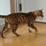 Тойгер: информация о породе кошки и обзор