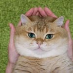 Толстощекий кот Хосико
