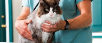 at what age should a cat be spayed?