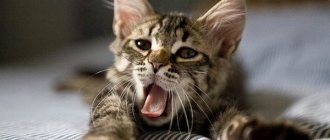 В норме кошка дышит беззвучно – даже с близкого расстояния услышать шум дыхания сложно.