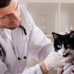 Ветеринар и кот