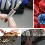 Viral leukemia in cats