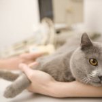 Воспаление параанальных желез у кошки - симптомы и лечение